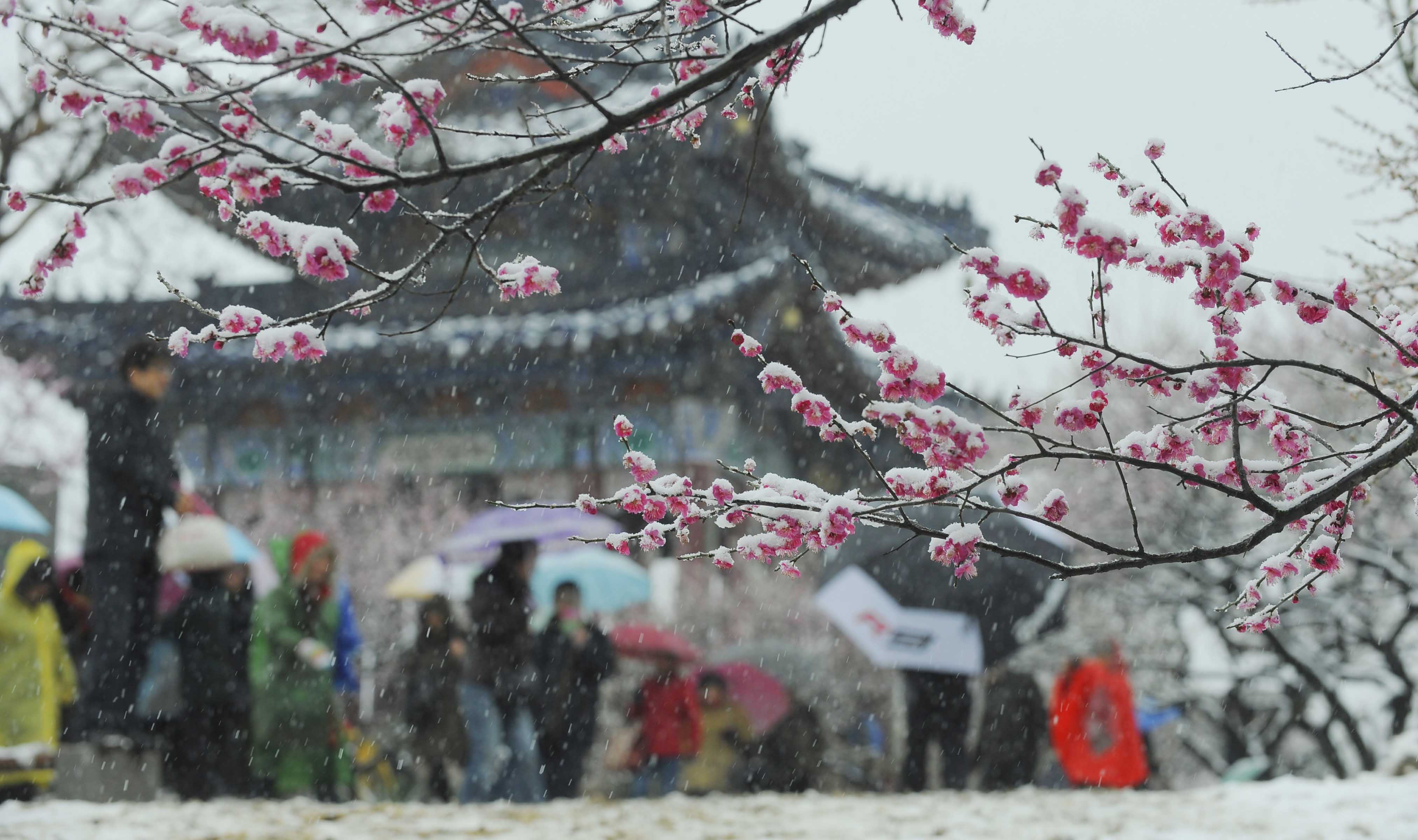 山的梅花在雪中竞相绽放