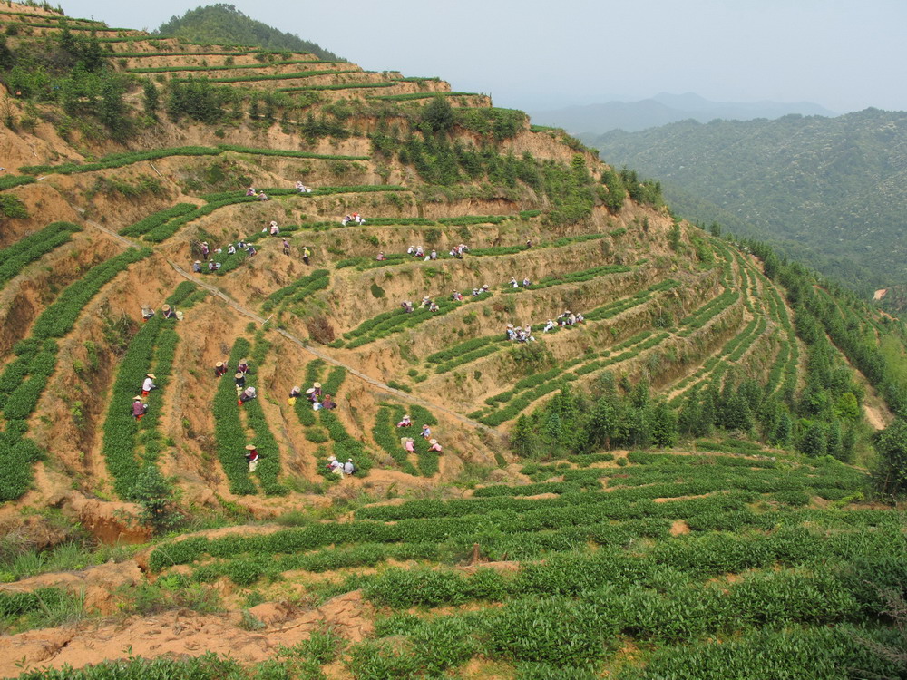 5月3日,在福建省武平县仙岩茶乡,一大批茶农在采摘春茶,勾勒出一幅幅