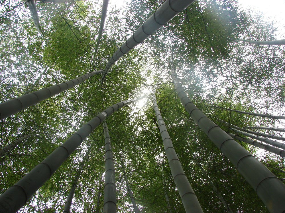 春雨过后的竹林